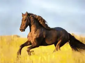 你的电视TV YourTV v2.4.0 清爽版 电视播放工具